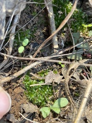 Hyophila involuta