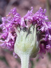 Pseudopegolettia tenella