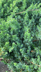 Juniperus procumbens