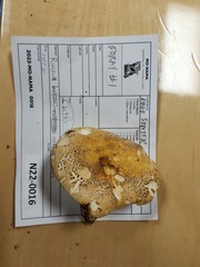 Russula ochroleucoides