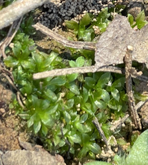 Hyophila involuta