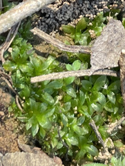 Hyophila involuta
