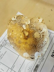 Russula ochroleucoides