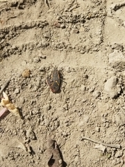Boisea trivittata