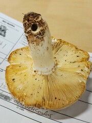 Russula ochroleucoides