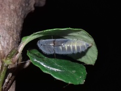 Pseudocoladenia dan