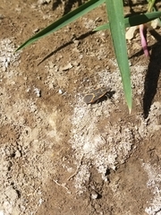 Boisea trivittata