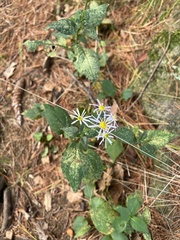Eurybia
