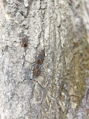 Boisea trivittata