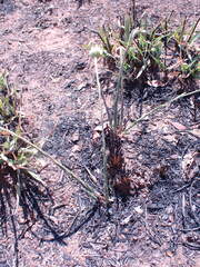 Lasiosiphon sericocephalus