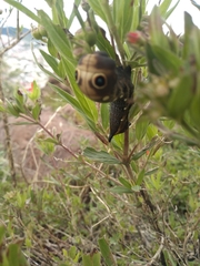 Xylophanes falco