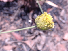 Lasiosiphon sericocephalus