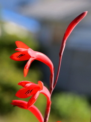 Watsonia stenosiphon