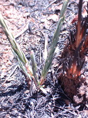 Lasiosiphon sericocephalus