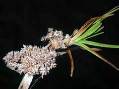 Cyperus pseudovegetus