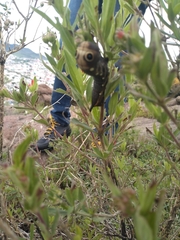 Xylophanes falco
