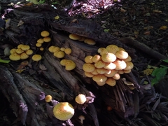 Pholiota aurivella