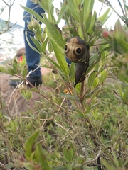 Xylophanes falco