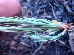 Lasiosiphon sericocephalus