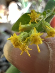 Solidago hispida