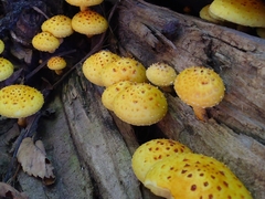 Pholiota aurivella