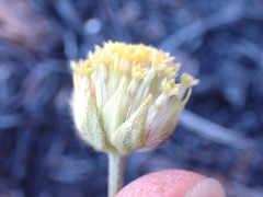 Lasiosiphon sericocephalus