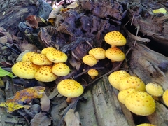 Pholiota aurivella