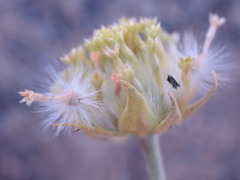 Lasiosiphon sericocephalus