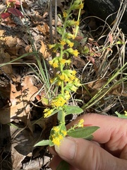 Solidago hispida