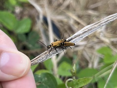 Chauliognathus flavipennis
