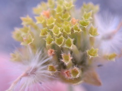 Lasiosiphon sericocephalus