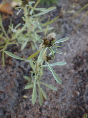 Gnaphalium uliginosum