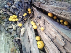 Pholiota aurivella