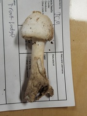 Amanita suballiacea