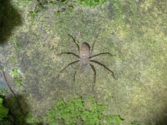 Pseudopoda