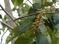Croton sylvaticus