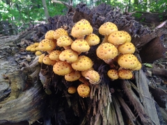 Pholiota aurivella
