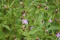Centaurea nigrescens