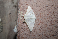 Ourapteryx sciticaudaria