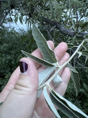 Elaeagnus