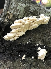 Irpiciporus