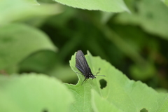 Pholisora