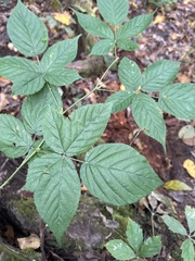 Rubus flagellaris