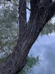 Elaeagnus