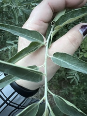 Elaeagnus
