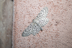 Antipercnia belluaria