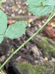 Rubus flagellaris