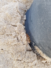 Eurynebria complanata