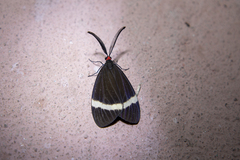 Pidorus