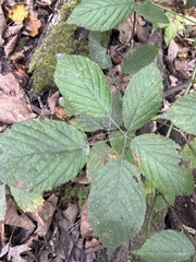 Rubus flagellaris